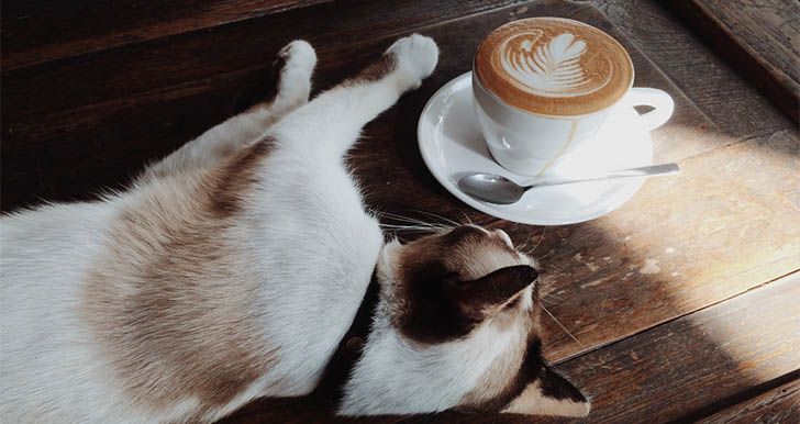 Relaxing Cat Cafe First Date Ideas